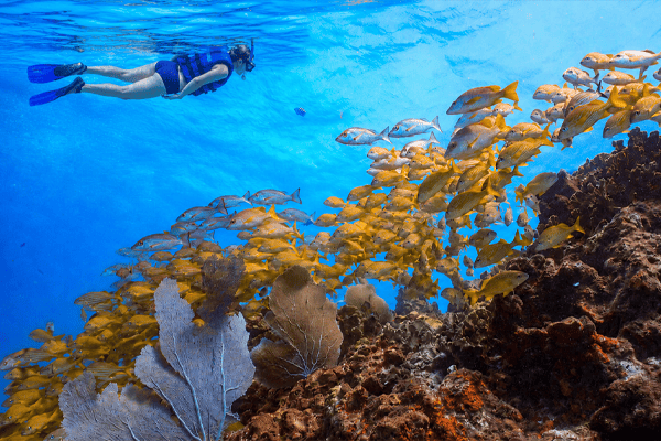 Snorkel at Underwater Museum Musa & Manchones Reef