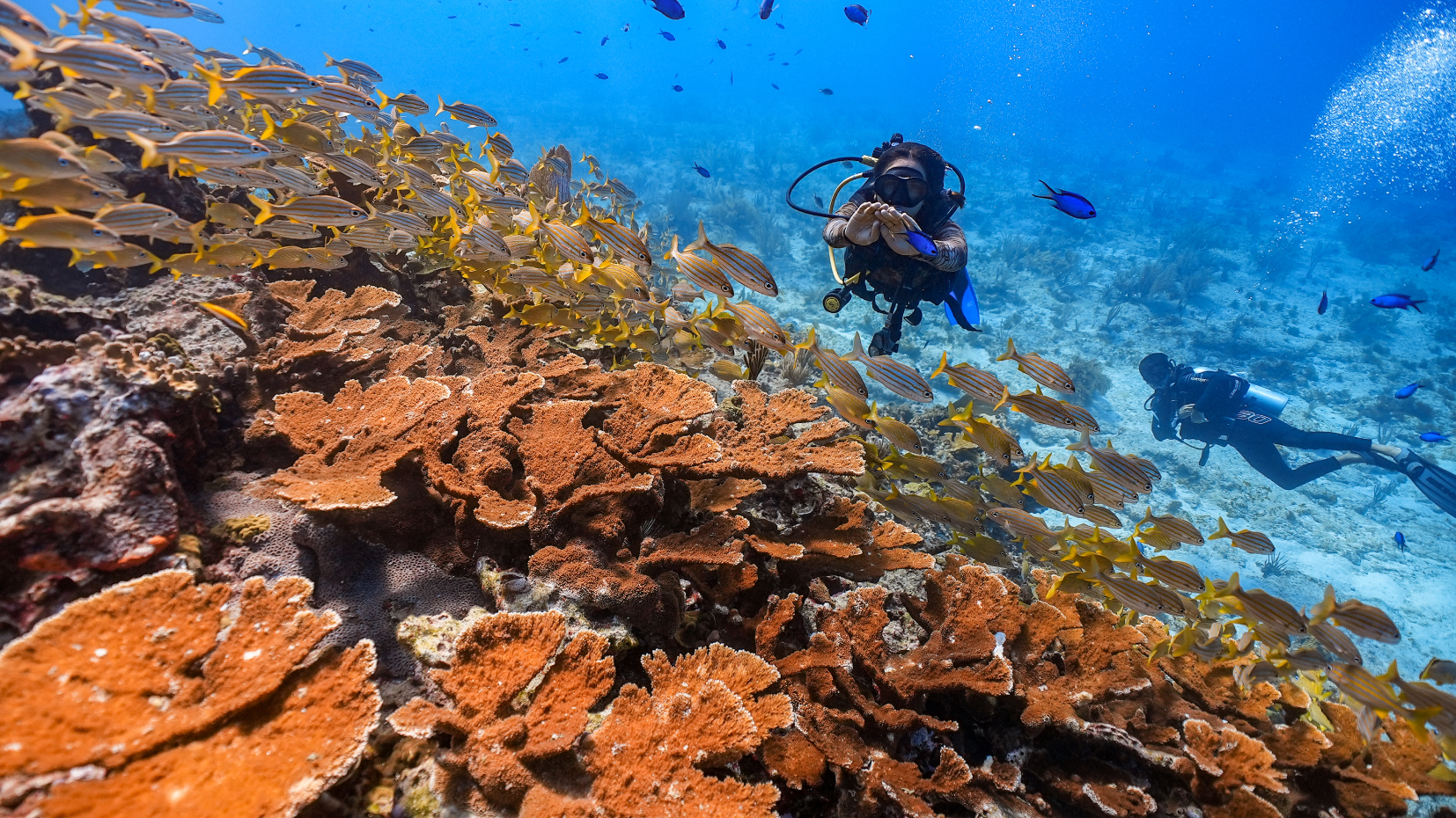 Manchones Reef 1 Tank