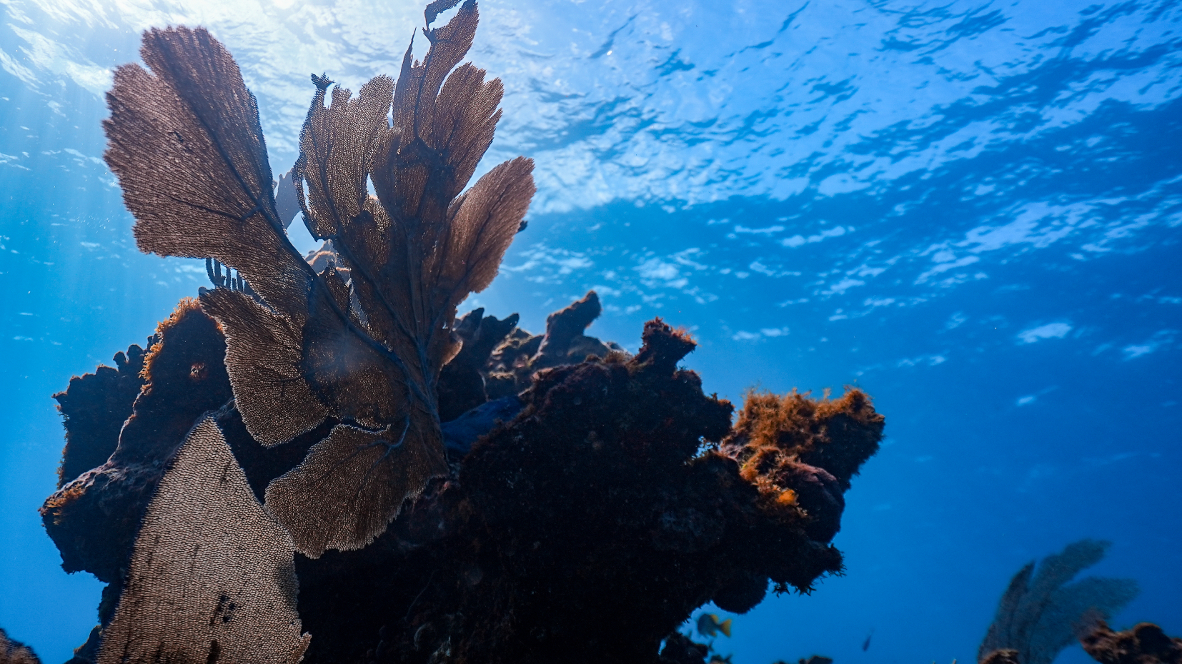 Manchones Reef 1 Tank