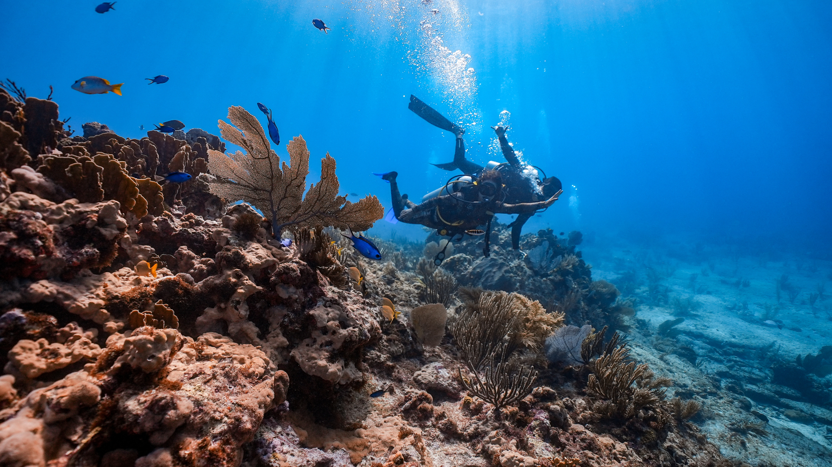 Manchones Reef 1 Tank