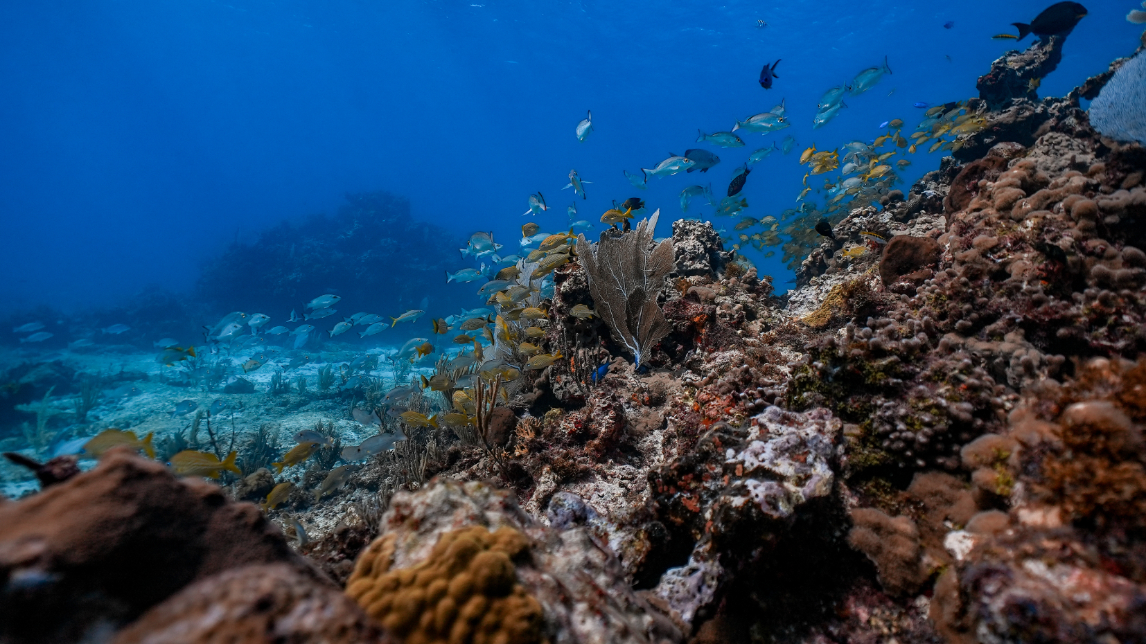 Manchones Reef 1 Tank