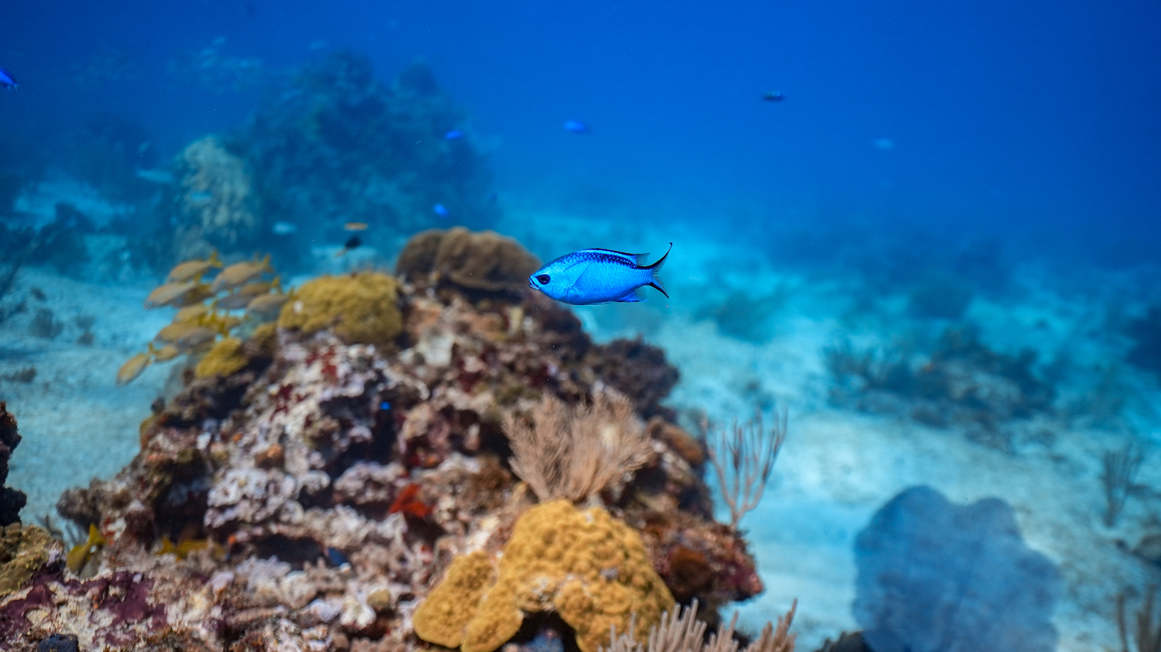 Manchones Reef 1 Tank