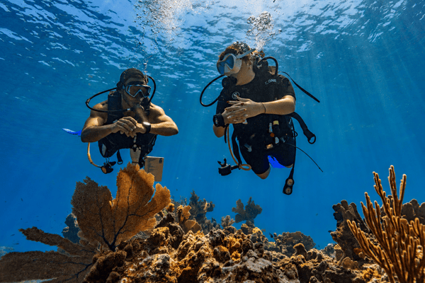 Open Water