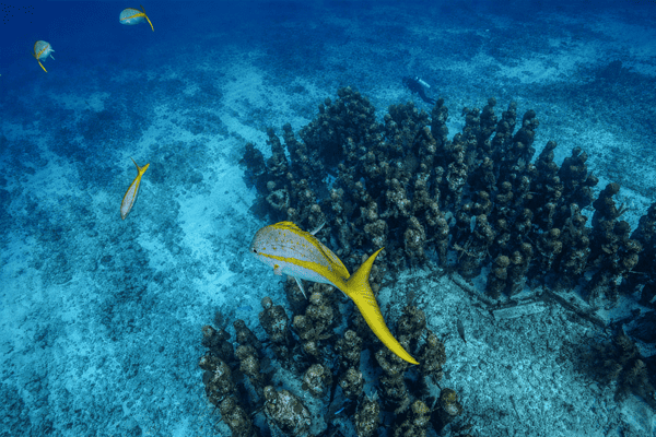 Snorkel Expedition
