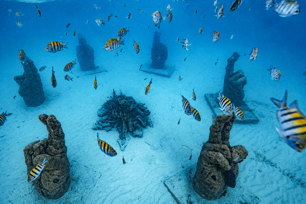 Snorkel Expedition