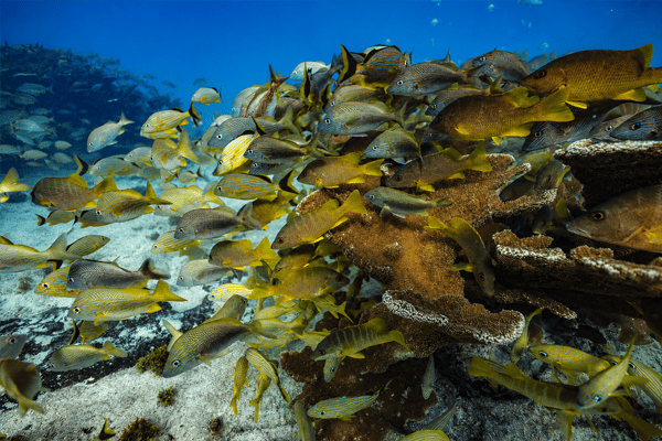 Snorkel Expedition