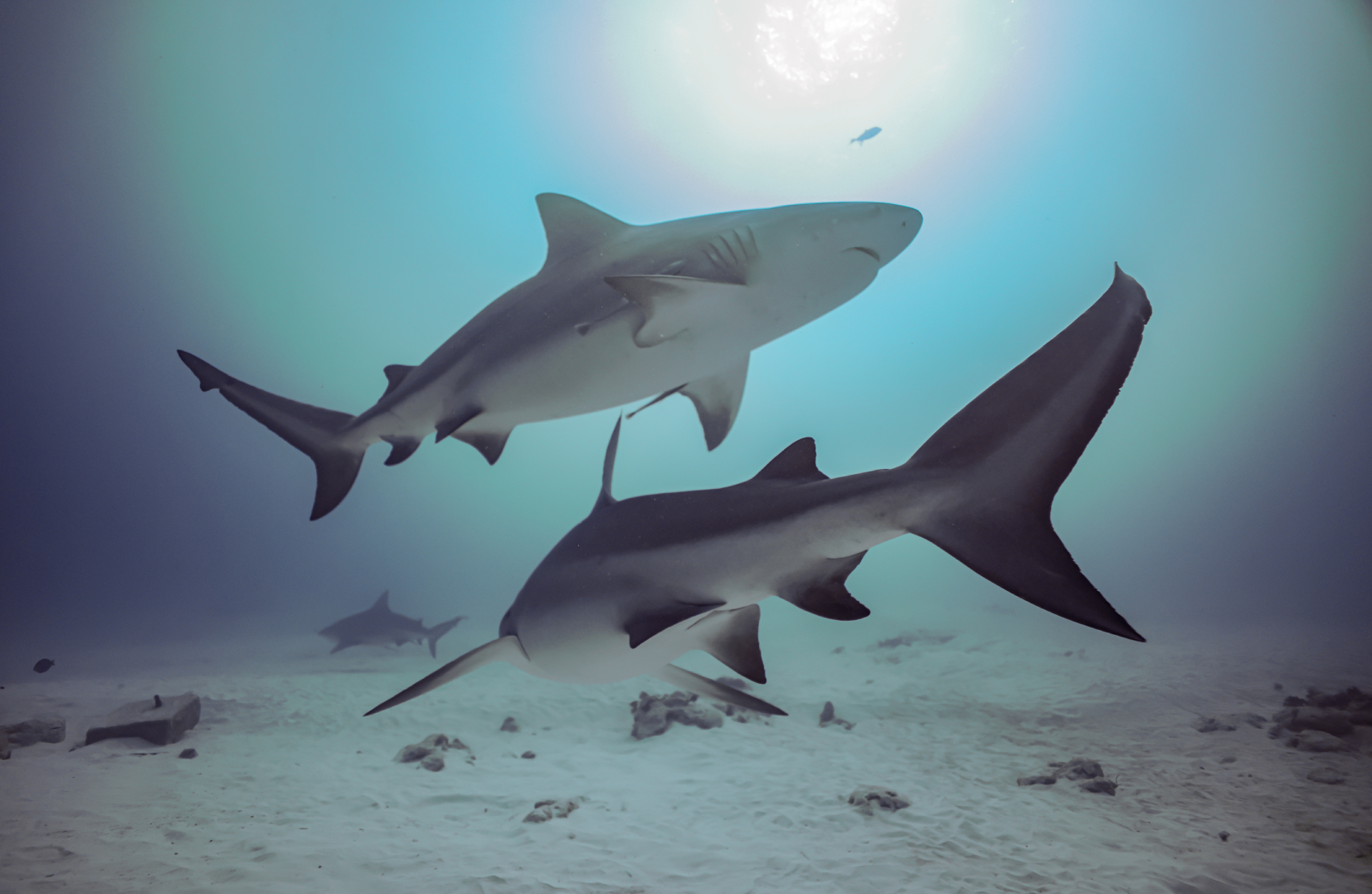 Bull Shark Experience 1 Tank