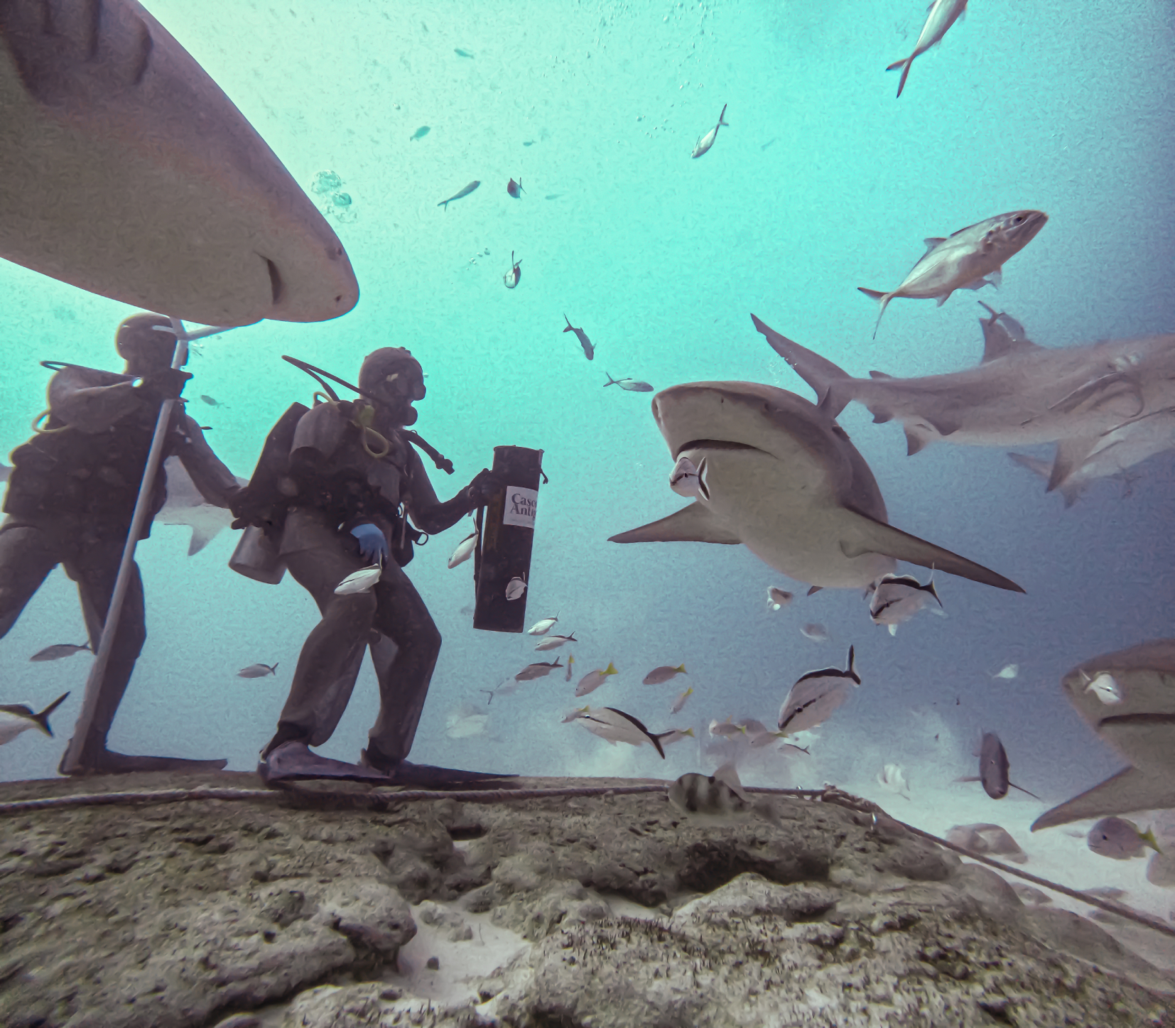 Bull Shark Experience 1 Tank