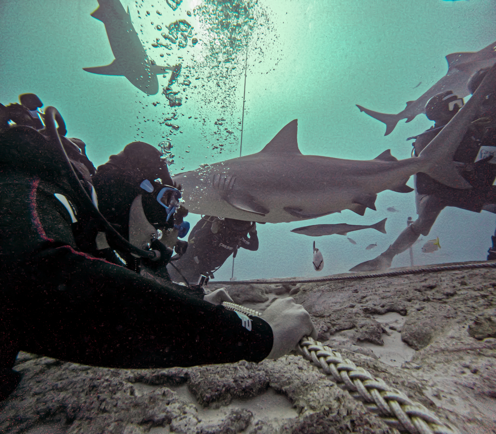 Bull Shark Experience 1 Tank