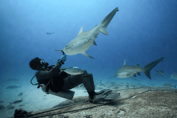 Bull Shark Experience 1 Tank