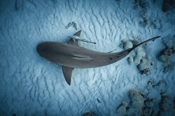 Bull Shark Experience 1 Tank
