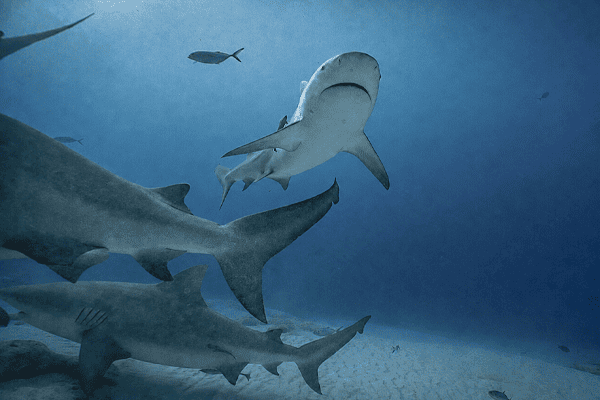 Bull Shark Experience 1 Tank